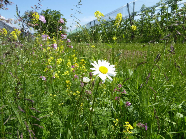 Für Kinder im Grundschulalter: Wegweiser durch die Welt der Wildbienen