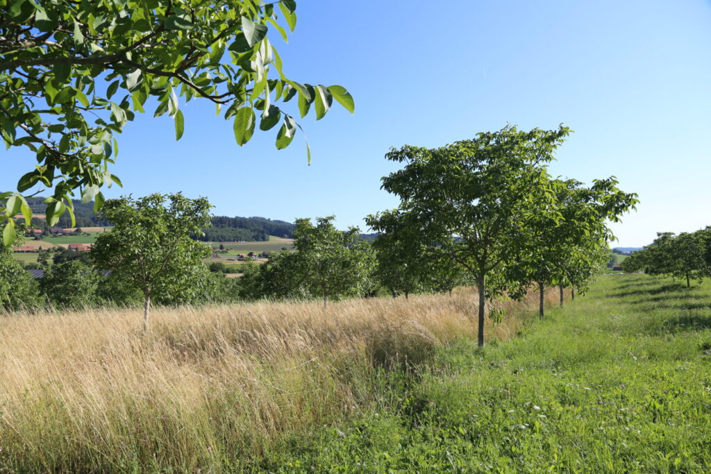 Streuobstwiese mit längeren Gräsern