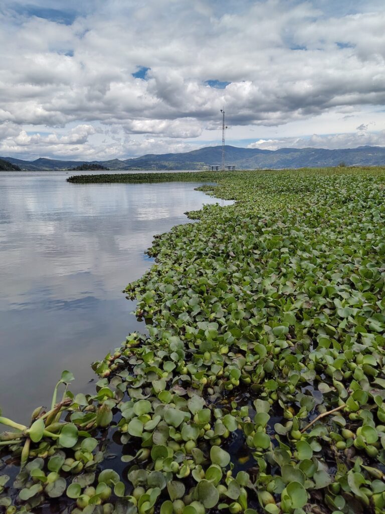 Blick auf die Flachwasserlagune Fuquene in Kolumbien. Das rechte Ufer ist durchzogen von Wasserhyazinthen.