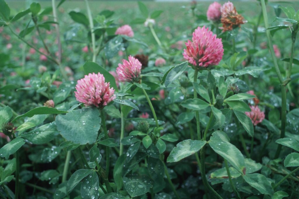 Blick auf blühenden Rotklee.