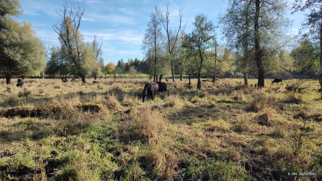 Rinder weiden auf einer Moorfläche.