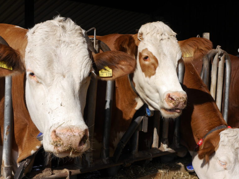 Blick in einen Kuhstall mit weiß-braun gefleckten Kühen. Zwei Kühe schauen in die Kamera.