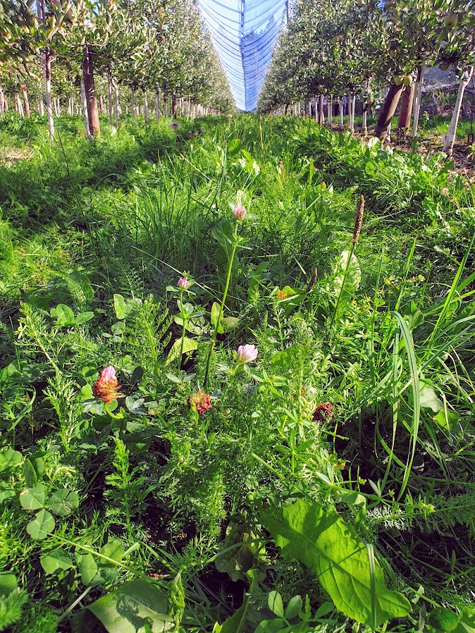 Zu sehen ist eine Fahrgasse zwischen Pflanzenreihen aus der Froschperspektive. Im Vordergrund ist eine lila Pflanze abgebildet.