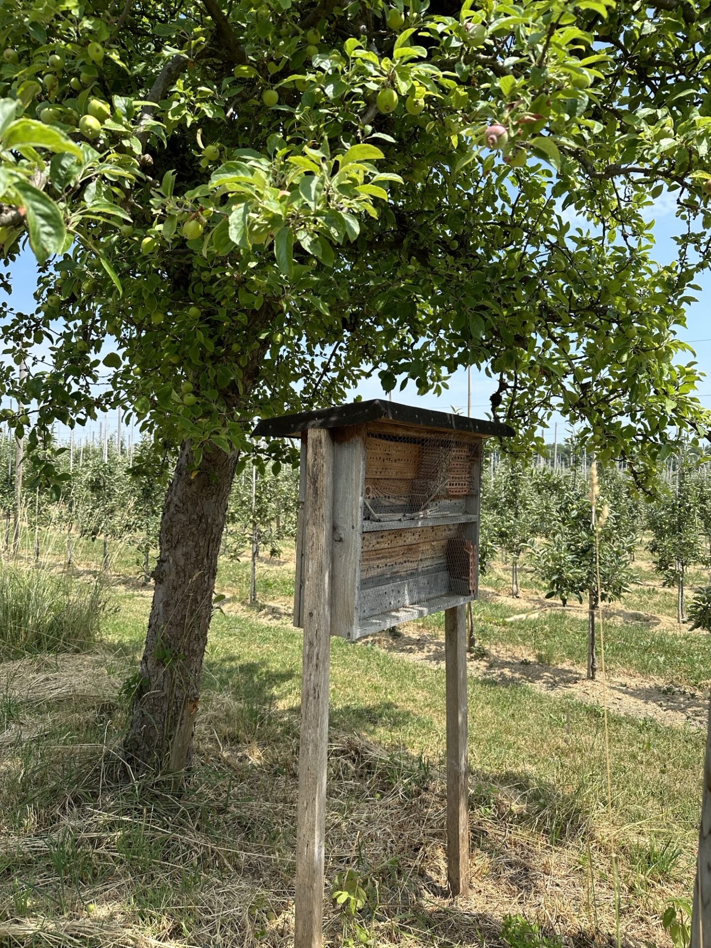 Mitten neben Obstbäumen steht ein Nisthilfekasten aus Holz unter einem großen Apfelbaum.