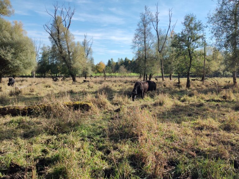 Rinder weiden auf einer Moorfläche.
