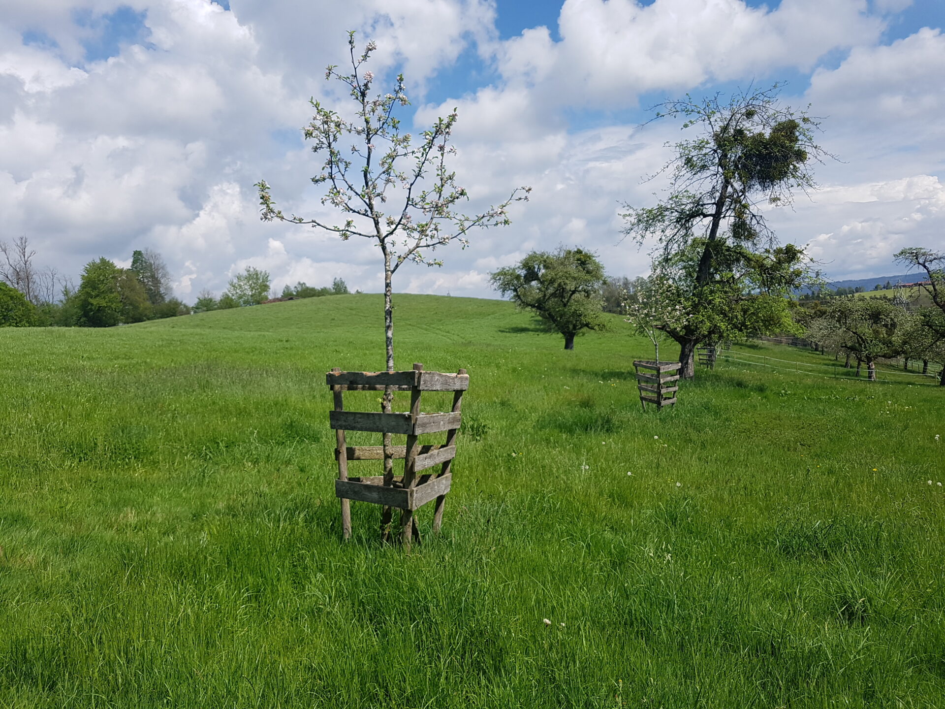 Auf einer grünen Wiese stehen ältere und jüngere Bäume. Die jüngeren sind mit einem Holzzaun geschützt.