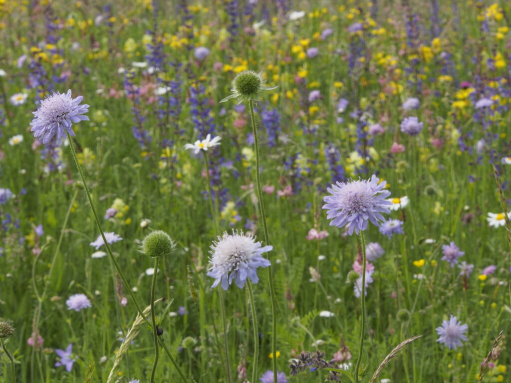 Blick in eine blühende artenreiche Wiese