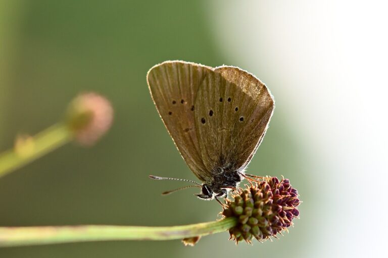 Ein Schmetterling sitzt mit geschlossenen Flügeln auf einer Blüte. Er ist von der Seite zu sehen, der Hintergrund unscharf.