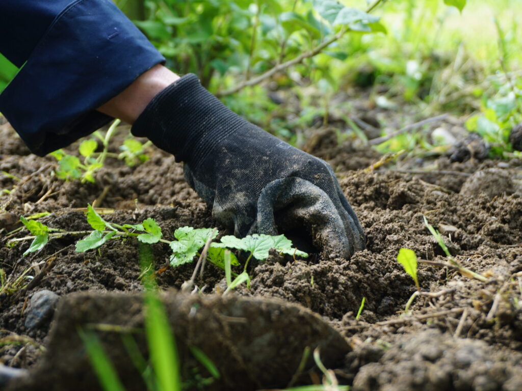 Blick auf eine Hand in einem schwarzen Handschuh, die eine Pflanze in dunklem Boden anpflanzt.