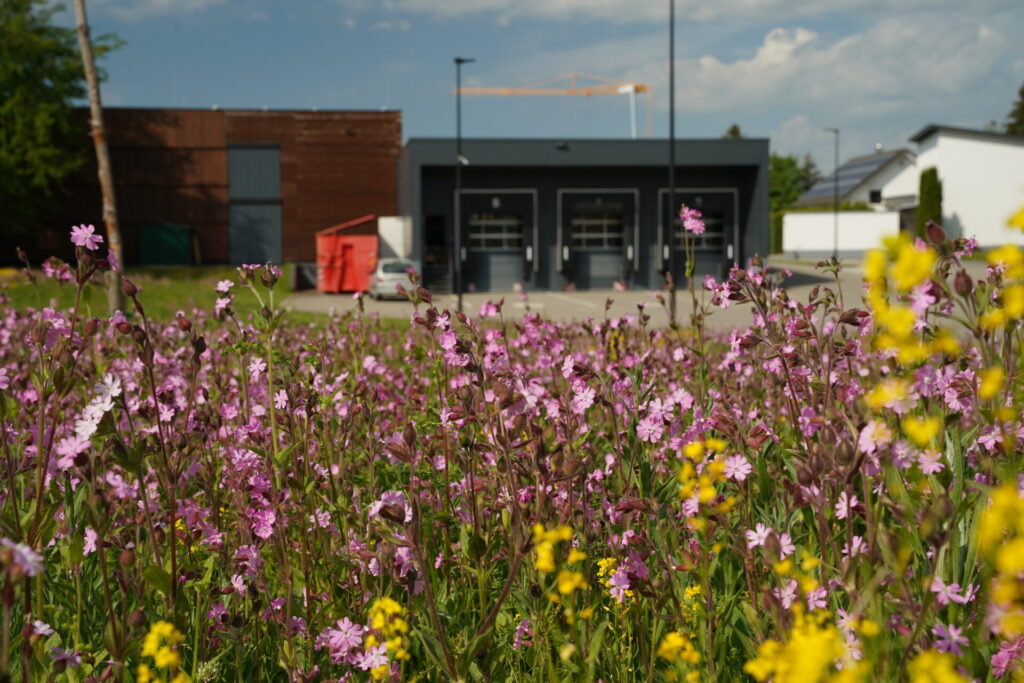 Blick auf die LKW-Anfahrt eines Unternehmens. Im Vordergrund ist eine blühende Wiese zu sehen.