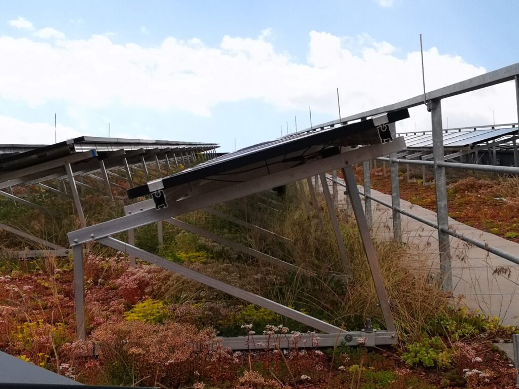 Blick von der Seite auf Solarmodule auf einem Gründach.