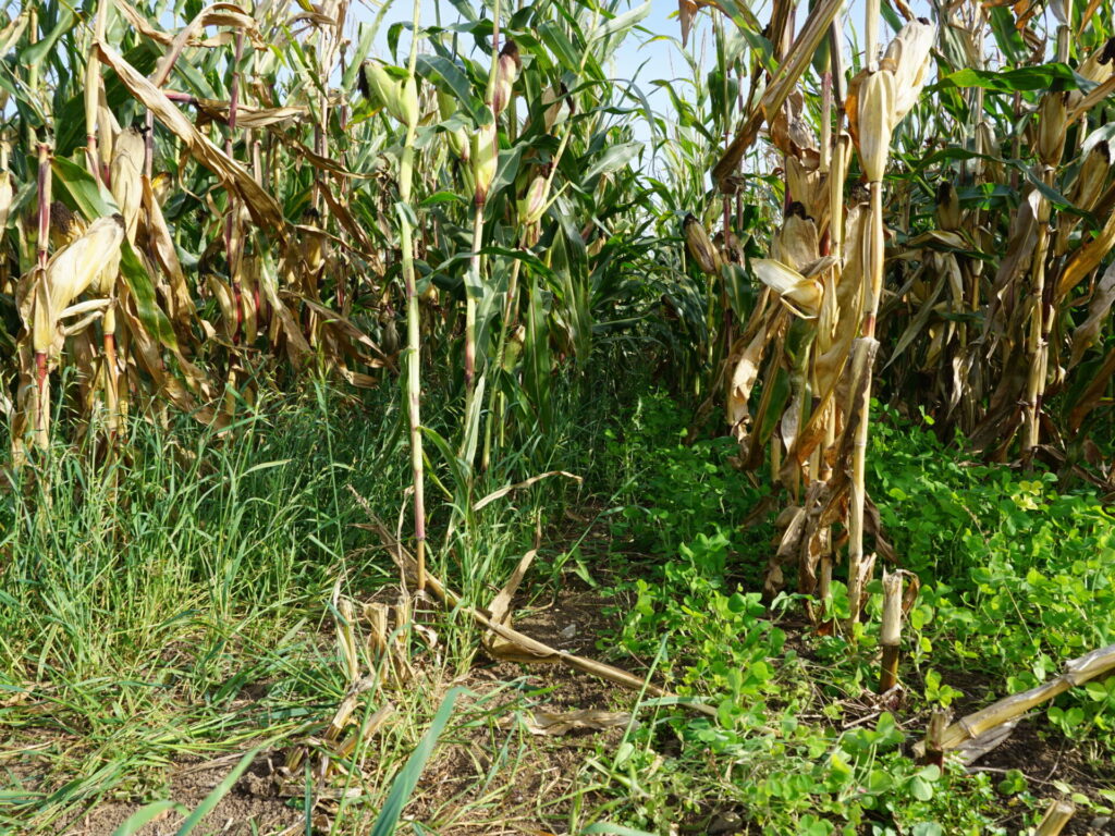 Blick auf Reihen eines Maisfelds. Zu erkennen sind Untersaaten im Mais.