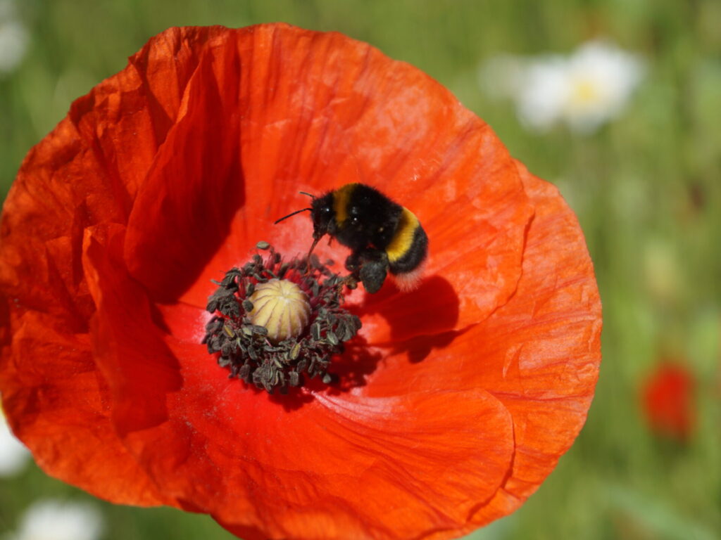 Großaufnahme einer Mohnblüte. Eine Hummel ist gerade im Anflug.