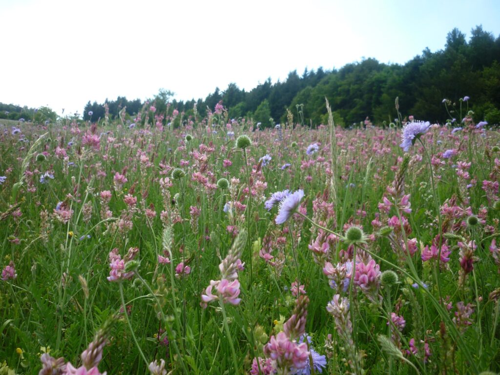Blick auf eine artenreiche Wiese.