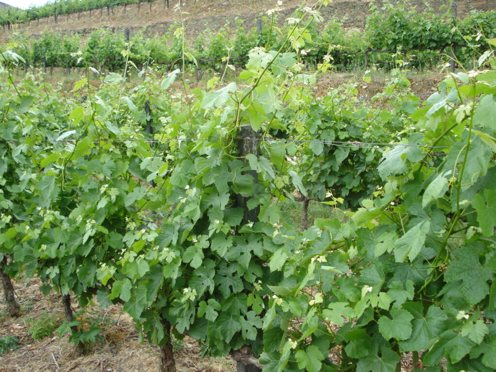 Blick auf Weinstöcke in fettem Grün.