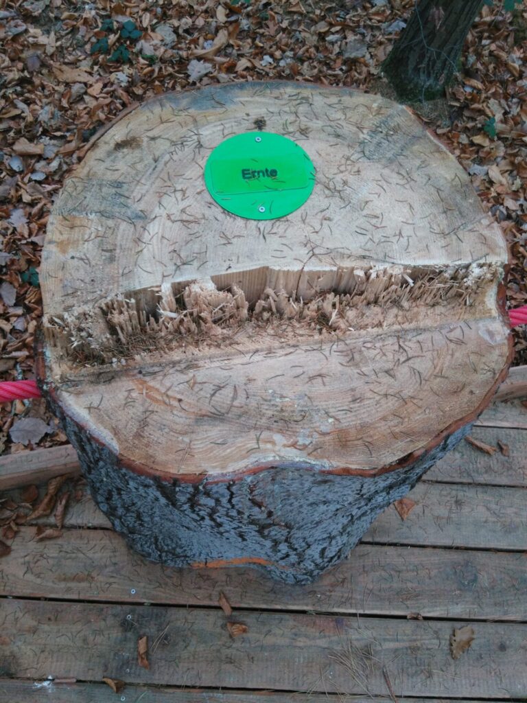 Blick von oben auf einen abgesägten Baumstamm. Er ist zerfurcht.