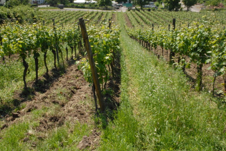 Blick von einem Berg hinunter auf einen steilen Weinberg. Die Weinstöcke sind fettgrün. Zwischen ihnen sind die Fahrgassen blühend.