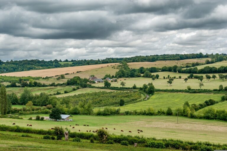 Blick in eine hügelige Landschaft mit kleinteiligen Strukturen, Hecken, Streubostwiesen, im Vordergrund grasende Kühe.
